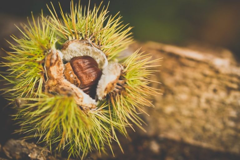 Scopri di più sull'articolo Castagne, protagoniste dell’autunno.